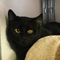 Arlequine, chatte à adopter