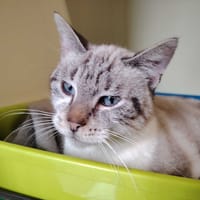 PRINCESSE, chatte à adopter