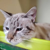 PRINCESSE, chatte à adopter