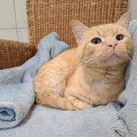 MORILLE QCT, chat à adopter