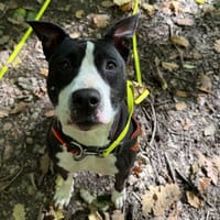 RUSSIA, chienne à adopter