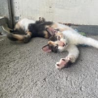 FATI (Réservée), chatte à adopter