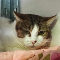Bianca, chatte à adopter