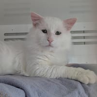 Gomez, chat à adopter