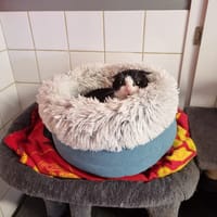 Maxis, chat à adopter