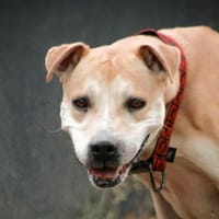 Paulette, chienne à adopter