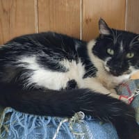 PAVOT QCT, chat à adopter