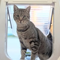 Caprisun, chat à adopter