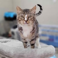 CARLOS, chat à adopter