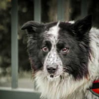 Pif, chien à adopter