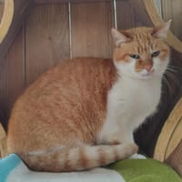 KETA QCT, chatte à adopter