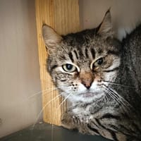 Minette, chatte à adopter