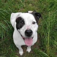 Branco, chien à adopter