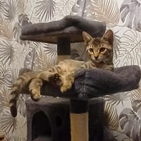 FIZZ, chat à adopter