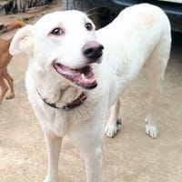 ELMA (Rescate), chienne à adopter
