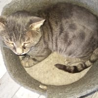 Vaillant chat adulte fiv, chat à adopter