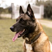 Lucky, chien à adopter