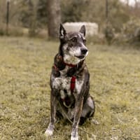 Nina, chienne à adopter