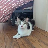 Indy, chatte à adopter