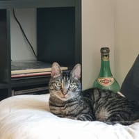 Gulli, chat à adopter