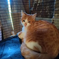 Aston chaton roux et blanc, chat à adopter
