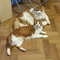 Luigi et Mario, chat à adopter