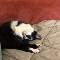 Lou, chatte à adopter
