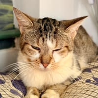 Manon, chatte à adopter