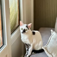 Peach, chatte à adopter