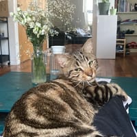 Guizmo, chat à adopter
