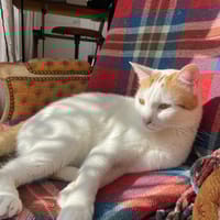Winnie, chat à adopter