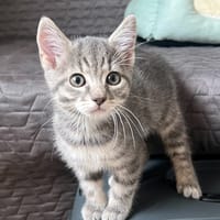 MALLOW**, chat à adopter
