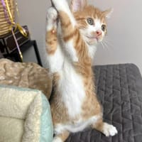 CARLOW, chat à adopter