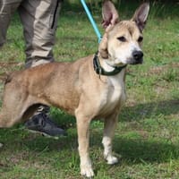 NALAH, chienne à adopter