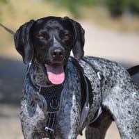 BREZO, chien à adopter