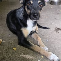 Kelina, chienne à adopter