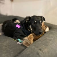 Anoukis, chienne à adopter