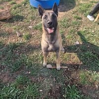 VIPER, chien à adopter