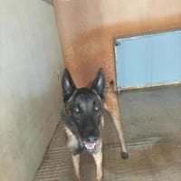 SAPHIR, chien à adopter