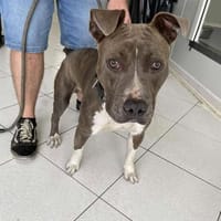 TAXI, chien à adopter