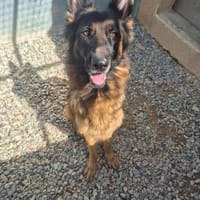 TEXAS, chien à adopter