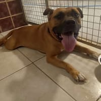 SAFRAN, chien à adopter