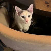 Skittel, katers ter adoptie