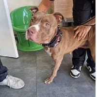 NEROBI, chienne à adopter