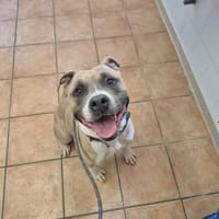 TYRON, chien à adopter