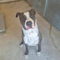 USKO, chien à adopter