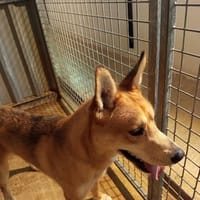 MILKY, chien à adopter
