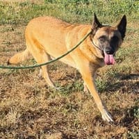 SALLY, chienne à adopter