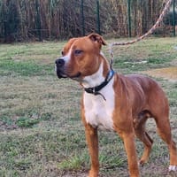 TACK, chien à adopter