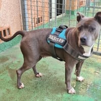 LADY, chienne à adopter